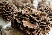 Ancient people's knowledge of Maitake