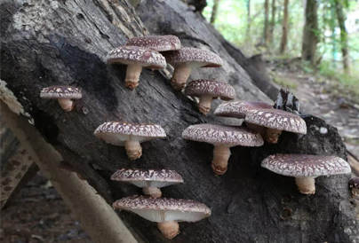 Mushrooms from agricultural relics product become wealthy for people to become rich
