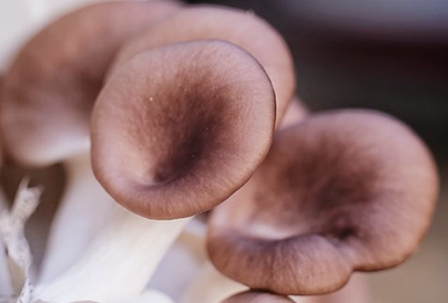 Mushroom dishes from nobility to folk
