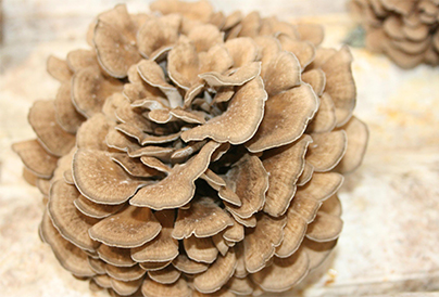 Maitake in the west of Hebei Province -- a good industry for the rich people and strong county