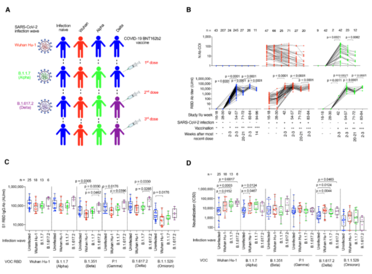 Science: infection with Omicron does not effectively enhance immunity, but is an immune evader