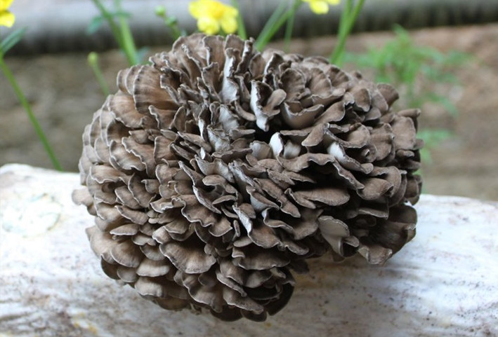 What is the magic power of the Maitake that has attracted worldwide attention?