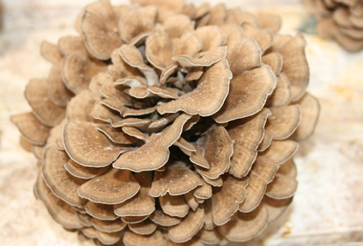 Effect of Maitake polysaccharide on spleen deficiency syndrome