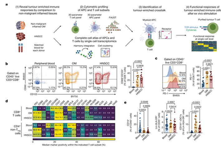 Nature: too cunning! Solid tumors cheat a T cell against immune attack