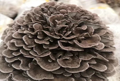 What is the magic power of the Maitake that has attracted worldwide attention?