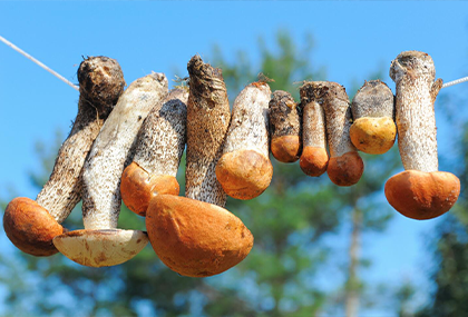 Mushrooms from agricultural relics product become wealthy for people to become rich