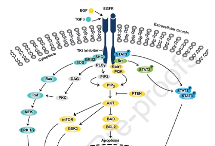 What are the mechanisms of EGFR targeted drug resistance? How to deal with it?