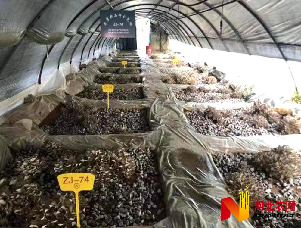唐山市栗蘑新品种“ZJ—74号”栽培示范获得成功