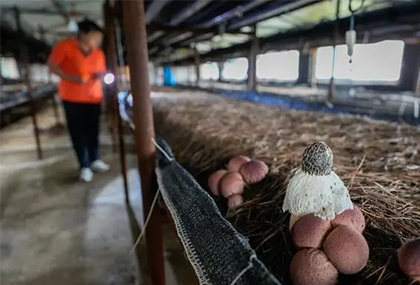 河北迁西：发展特色食用菌产业 助力乡村振兴