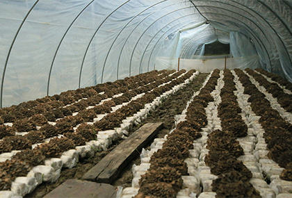 黄田镇灰树花产业提质增效