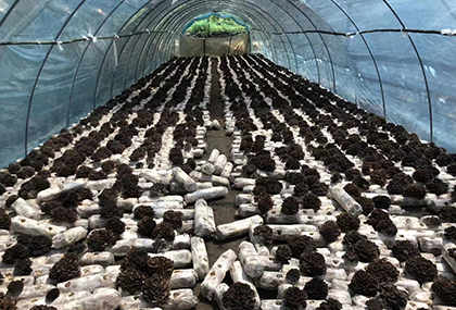 灰树花在众多领域拥有潜在应用价值 我国产量不断增长