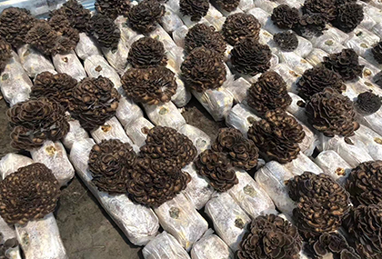 灰树花的生长奥秘：从生长环境到营养价值解析
